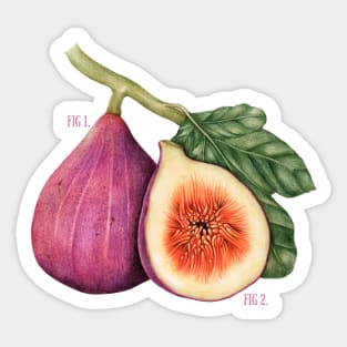 Funny Vintage Botanical Figs Sticker